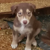 norcalP107, a male Australian Shepherd for sale in Anderson, CA – Photo 2 of 5
