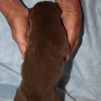 norcalP107, a male Australian Shepherd for sale in Anderson, CA – Photo 5 of 5