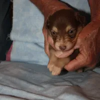 norcalP107, a male Australian Shepherd for sale in Anderson, CA – Photo 4 of 5