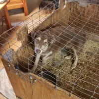 norcalP107, a male Australian Shepherd for sale in Anderson, CA – Photo 1 of 5