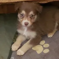 norcalP107, a male Australian Shepherd for sale in Anderson, CA – Photo 3 of 5
