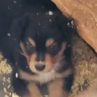 S1 NorCal, a male Australian Shepherd for sale in Anderson, CA – Photo 2 of 4