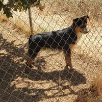 S1 NorCal, a male Australian Shepherd for sale in Anderson, CA – Photo 1 of 4