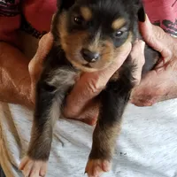 S1 NorCal, a male Australian Shepherd for sale in Anderson, CA – Photo 3 of 4