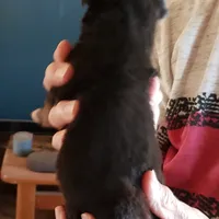 S1 NorCal, a male Australian Shepherd for sale in Anderson, CA – Photo 4 of 4