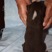 norcalP106, a male Australian Shepherd for sale in Anderson, CA – Photo 5 of 5