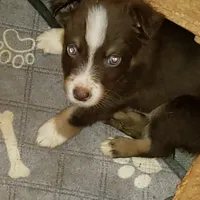 norcalP106, a male Australian Shepherd for sale in Anderson, CA – Photo 3 of 5