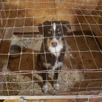 norcalP106, a male Australian Shepherd for sale in Anderson, CA – Photo 1 of 5