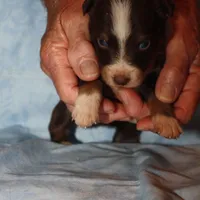 norcalP106, a male Australian Shepherd for sale in Anderson, CA – Photo 4 of 5
