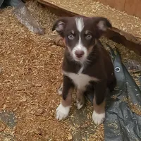 norcalP106, a male Australian Shepherd for sale in Anderson, CA – Photo 2 of 5