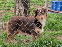 norcalP105, a male Australian Shepherd for sale in Anderson, CA – Photo 1 of 5