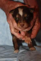 norcalP105, a male Australian Shepherd for sale in Anderson, CA – Photo 4 of 5