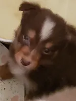 norcalP105, a male Australian Shepherd for sale in Anderson, CA – Photo 3 of 5