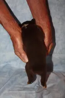 norcalP105, a male Australian Shepherd for sale in Anderson, CA – Photo 5 of 5