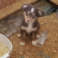 norcalP105, a male Australian Shepherd for sale in Anderson, CA – Photo 2 of 5