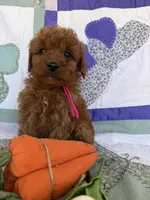 Pink, a female Miniature Goldendoodle for sale in Campobello, SC – Photo 2 of 4