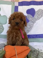 Pink, a female Miniature Goldendoodle for sale in Campobello, SC – Photo 3 of 4