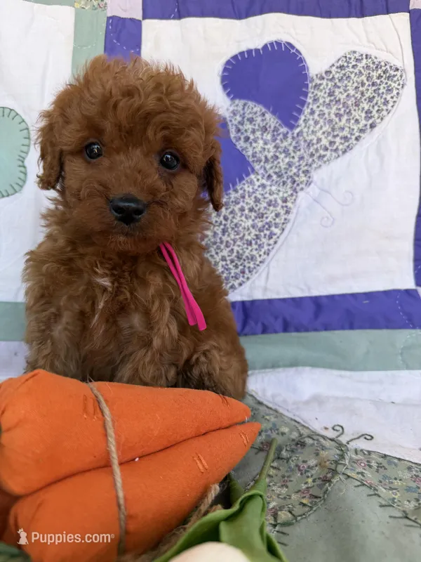 Pink – Miniature Goldendoodle puppy for sale in Campobello, SC