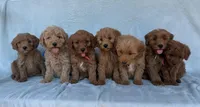 Pink, a female Miniature Goldendoodle for sale in Campobello, SC – Photo 4 of 4