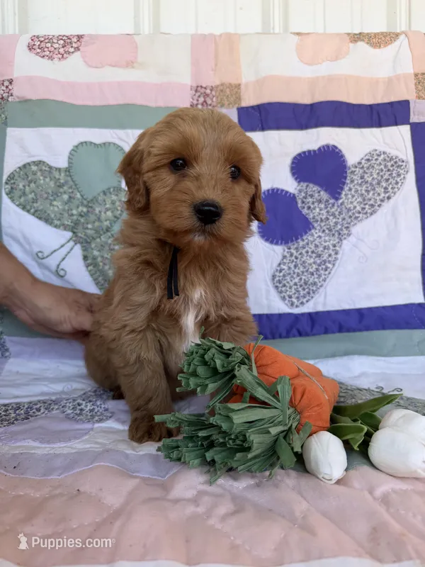 Black – Miniature Goldendoodle puppy for sale in Campobello, SC