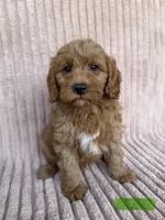 Black, a male Miniature Goldendoodle for sale in Campobello, SC – 1 of 5
