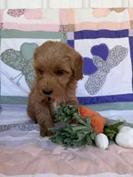 Black, a male Miniature Goldendoodle for sale in Campobello, SC – Photo 3 of 4