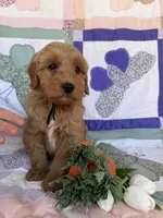 Black, a male Miniature Goldendoodle for sale in Campobello, SC – Photo 2 of 4