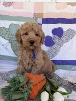 Blue, a male Miniature Goldendoodle for sale in Campobello, SC – Photo 1 of 5