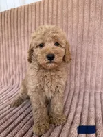 Blue, a male Miniature Goldendoodle for sale in Campobello, SC – 1 of 6