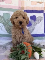 Blue, a male Miniature Goldendoodle for sale in Campobello, SC – Photo 2 of 5