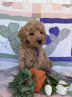 Blue, a male Miniature Goldendoodle for sale in Campobello, SC – Photo 4 of 5