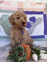 Blue, a male Miniature Goldendoodle for sale in Campobello, SC – Photo 3 of 5