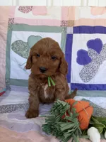 Green, a male Miniature Goldendoodle for sale in Campobello, SC – Photo 3 of 4