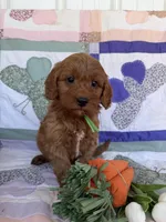 Green, a male Miniature Goldendoodle for sale in Campobello, SC – Photo 2 of 4
