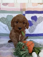 Green, a male Miniature Goldendoodle for sale in Campobello, SC – Photo 1 of 4
