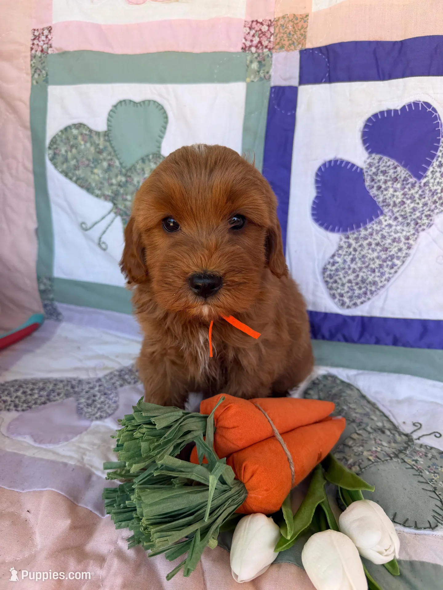 Orange – Miniature Goldendoodle puppy for sale in Campobello, SC