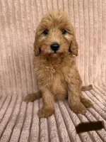 Grey, a male Miniature Goldendoodle for sale in Campobello, SC – 1 of 6