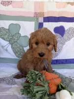 Grey, a male Miniature Goldendoodle for sale in Campobello, SC – Photo 3 of 5