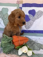 Grey, a male Miniature Goldendoodle for sale in Campobello, SC – Photo 5 of 5