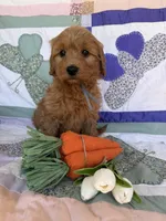 Grey, a male Miniature Goldendoodle for sale in Campobello, SC – Photo 2 of 5