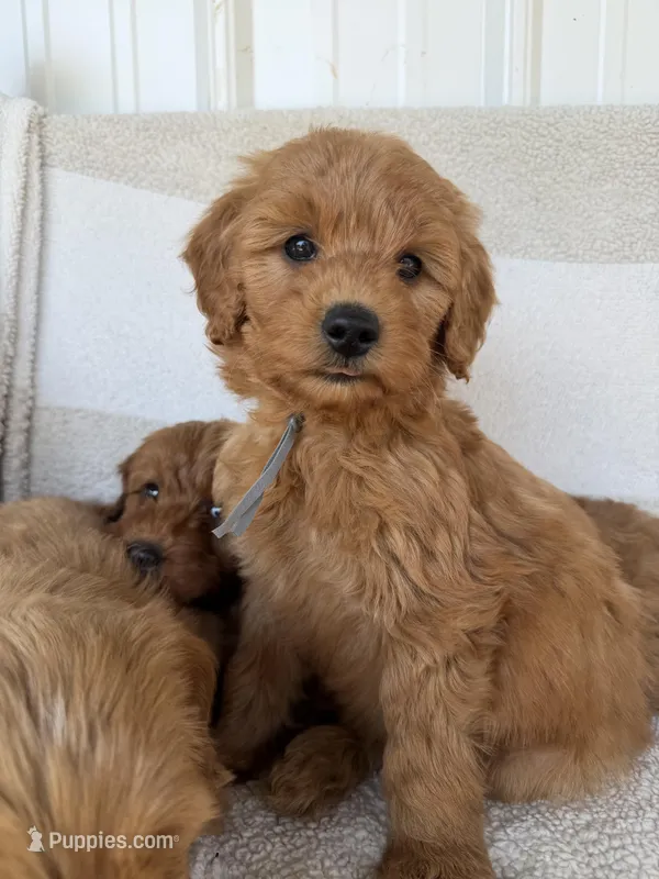 Grey – Miniature Goldendoodle puppy for sale in Campobello, SC