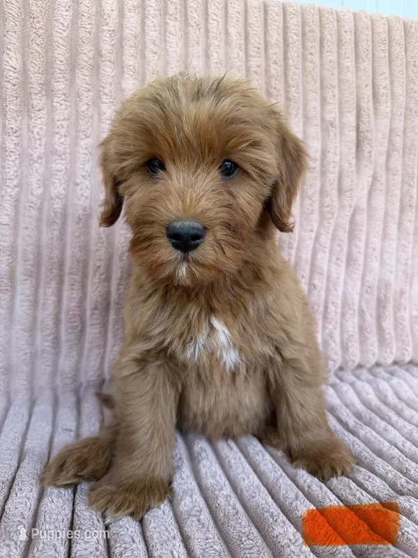 Orange – Miniature Goldendoodle puppy for sale in Campobello, SC