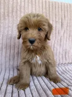 Orange, a male Miniature Goldendoodle for sale in Campobello, SC – 1 of 4