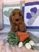 Orange, a male Miniature Goldendoodle for sale in Campobello, SC – Photo 3 of 3