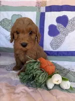 Brown, a male Miniature Goldendoodle for sale in Campobello, SC – Photo 2 of 4