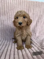 Brown, a male Miniature Goldendoodle for sale in Campobello, SC – 1 of 5
