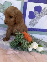 Brown, a male Miniature Goldendoodle for sale in Campobello, SC – Photo 3 of 4