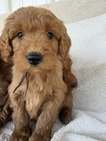 Brown, a male Miniature Goldendoodle for sale in Campobello, SC – Photo 1 of 4