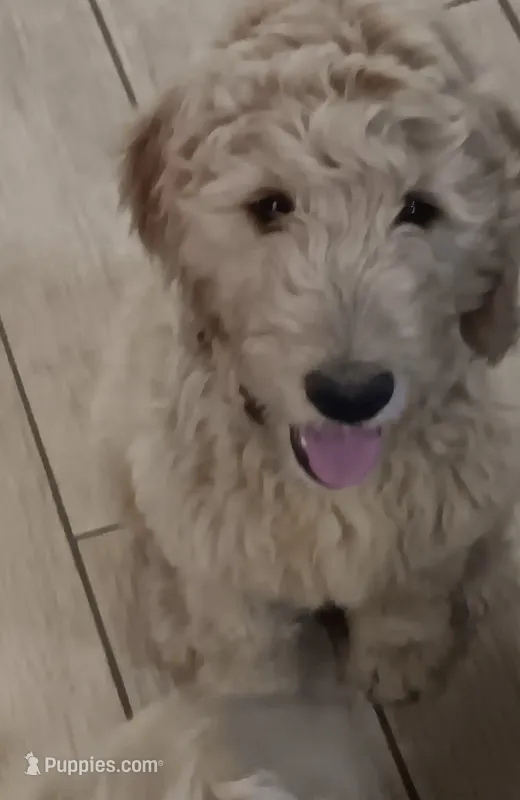 Rosie – Goldendoodle puppy for sale in Vallejo, CA