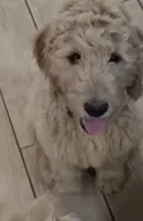Rosie, a female Goldendoodle for sale in Vallejo, CA – 1 of 8